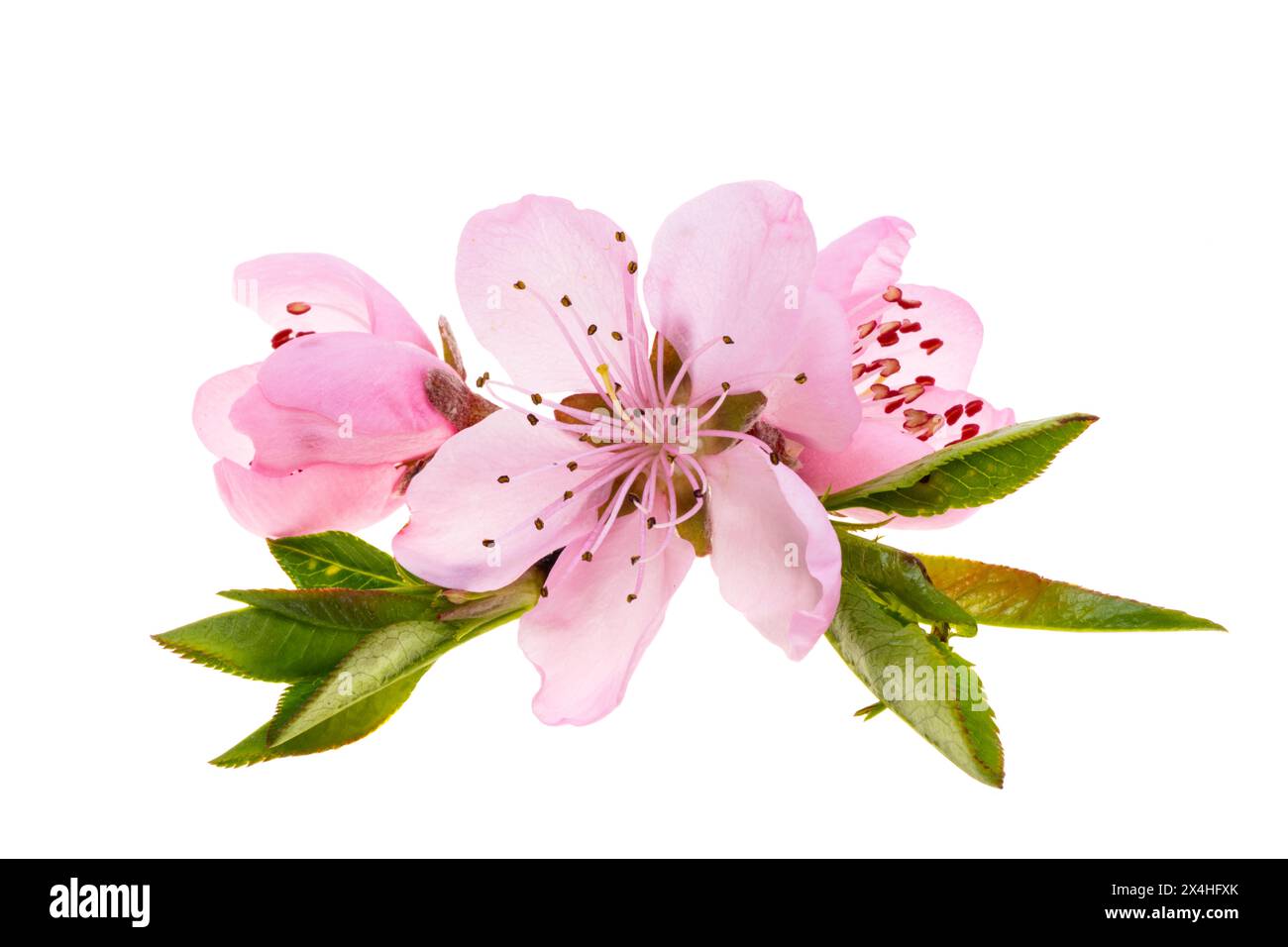pink sakura flowers isolated on white background Stock Photo - Alamy