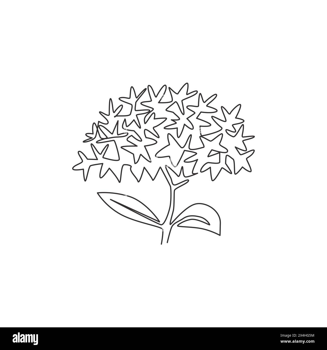 Single continuous line drawing  beauty fresh flower plant for home decor wall poster print art. Printable decorative ixora flower for invitation card. Stock Vector