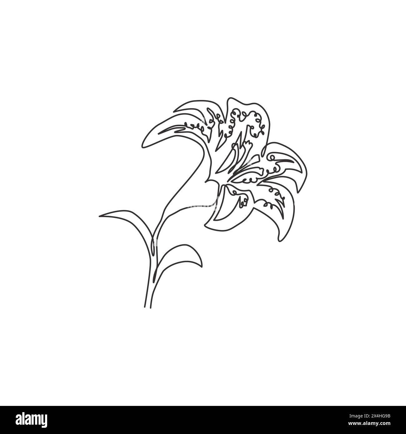 Pink tiger lilly Stock Vector Images - Alamy, image size:1300x1390