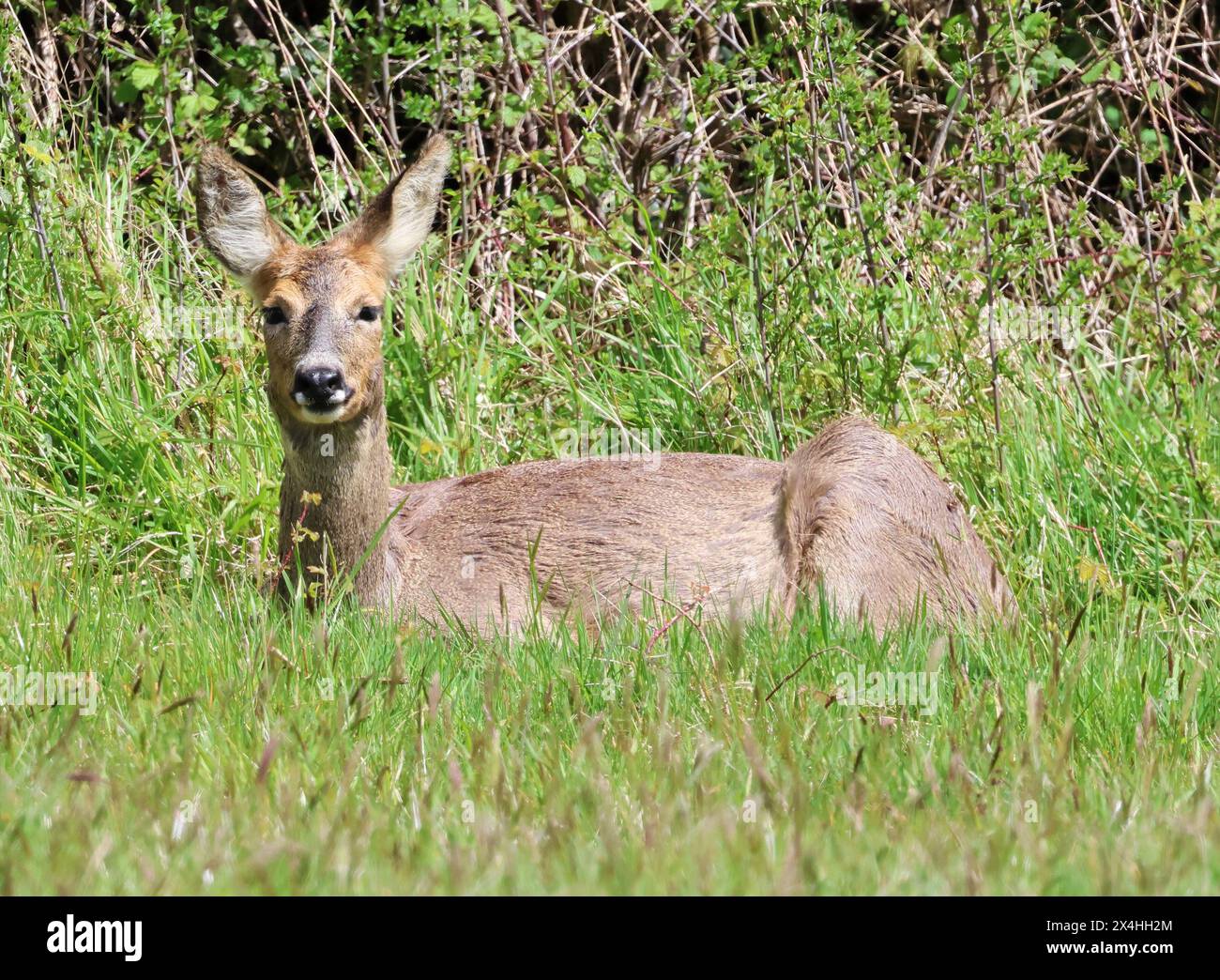 A Roe Deer doe (Capreolus capreolus) in the Cotswold Hills during the Spring time Stock Photo