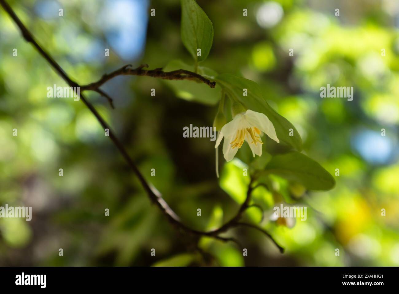 Closeup of the yellow stamen of the white flower of a drug snowbell (Styrax officinalis) Stock Photo