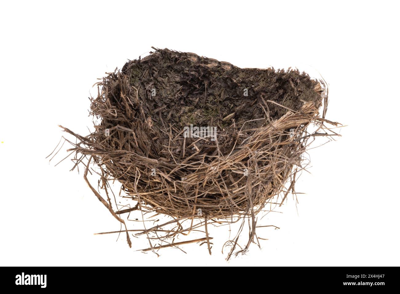 bird nest isolated on white background Stock Photo - Alamy