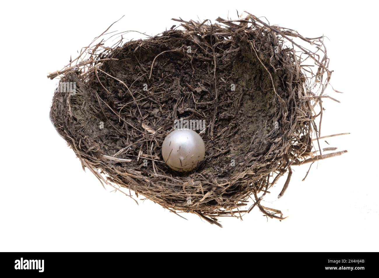 bird nest isolated on white background Stock Photo - Alamy