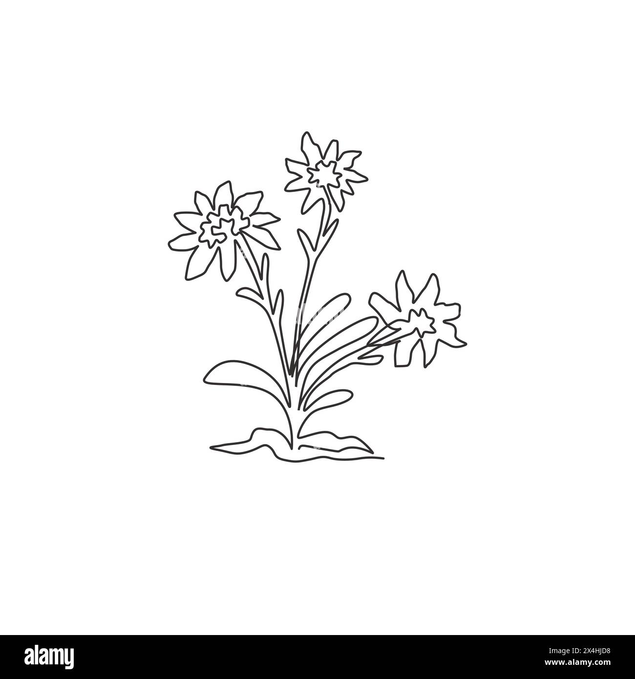 Single continuous line drawing beauty and exotic mountain edelweiss flower. Decorative leontopodium plant for home wall decor art poster print. Modern Stock Vector