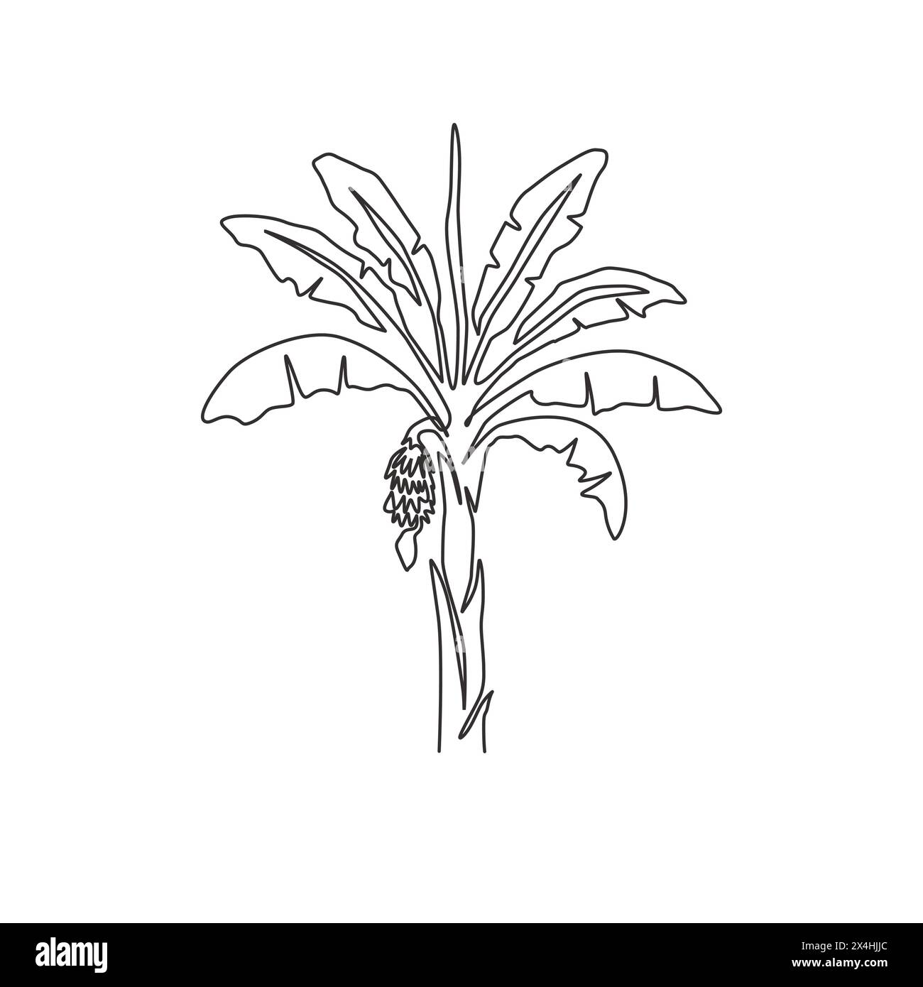 Single one line drawing fertile and fresh banana tree. Decorative banana plant for plantation company. Agriculture cultivation concept. Modern continu Stock Vector