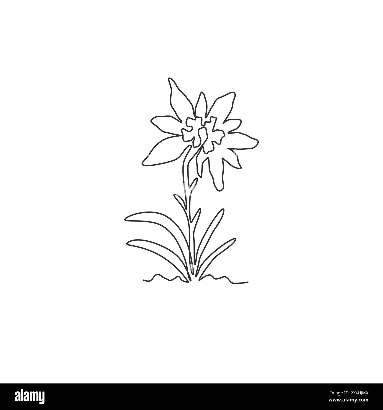 Single one line drawing beauty and exotic mountain leontopodium plant. Decorative edelweiss flower concept for home decor wall art poster print. Moder Stock Vector