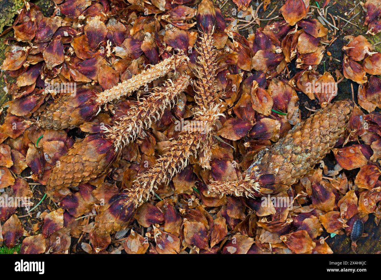 Stripped scales and partially eaten cones of Norway spruce / European spruce on tree stump, leftover of red squirrel eating seeds in coniferous forest Stock Photo
