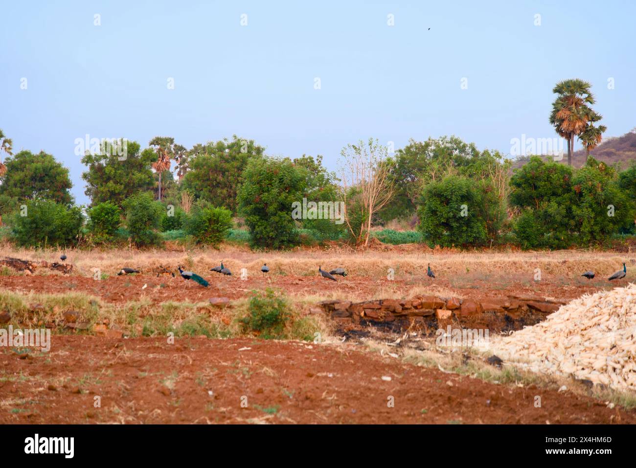 Rural tamil nadu village scene hi-res stock photography and images - Alamy