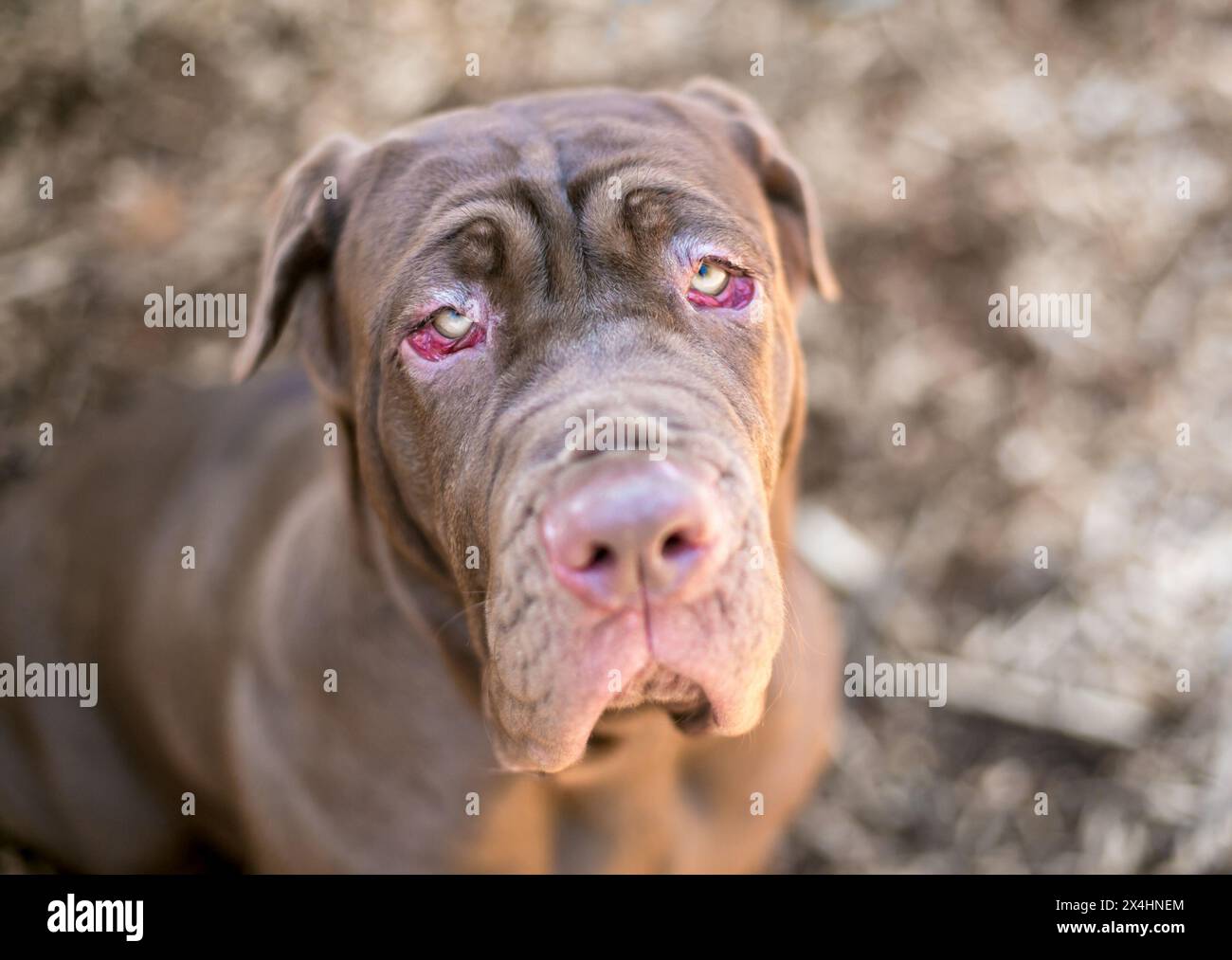 A purebred Neapolitan Mastiff dog with ectropion in its eyes and a sad expression Stock Photo