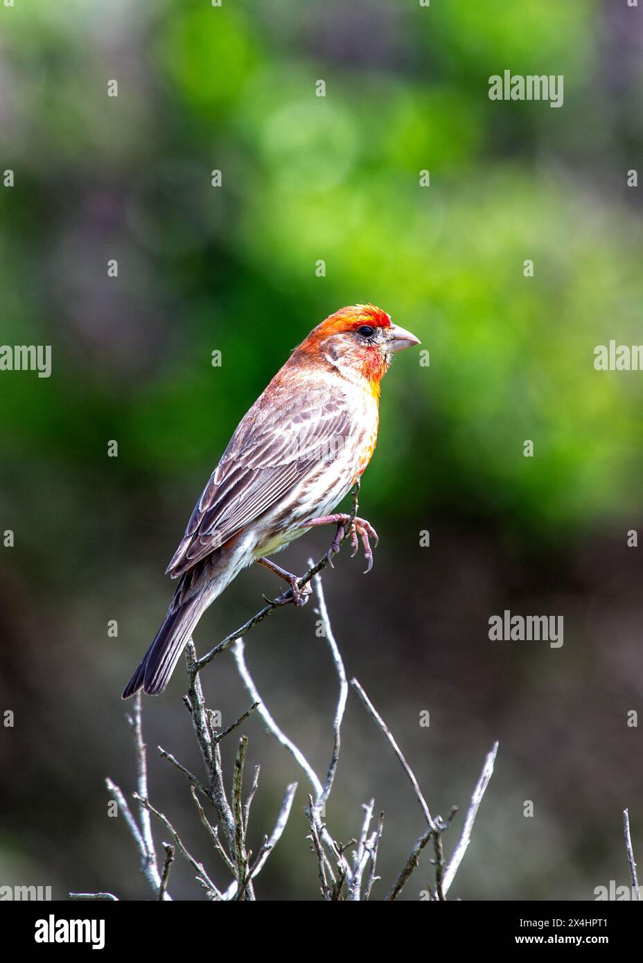Brown sparrow with streaked back & buff chest. Thrives in Dublin's ...