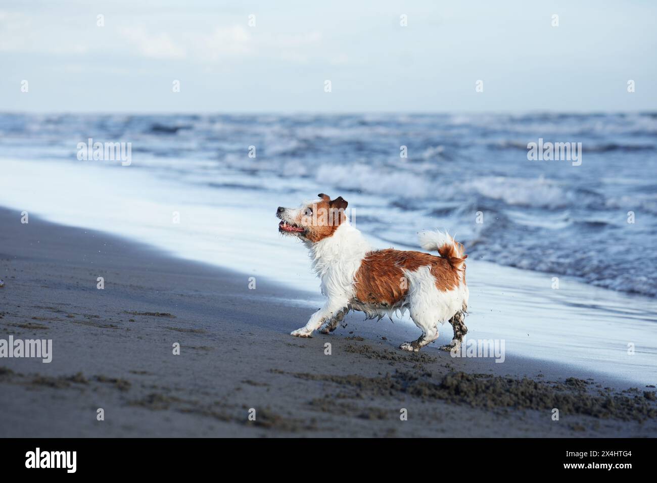 A spirited Jack Russell Terrier dashes through shallow water on a beach Stock Photo