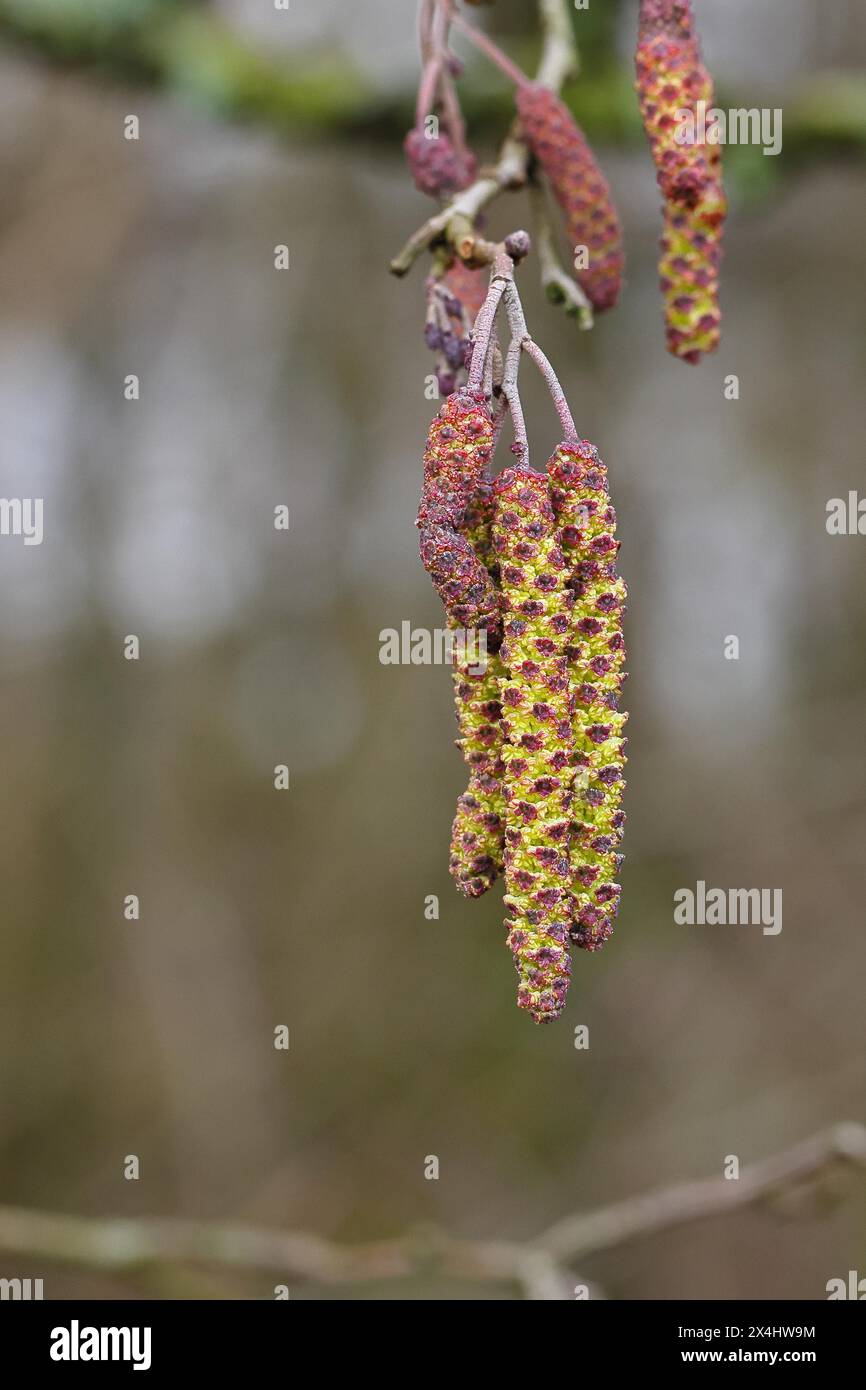 Black Alder (Alnus glutinosa), Black Alder, male flowers and female flowers on a twig, Wilnsdorf, North Rhine-Westphalia, Germany Stock Photo