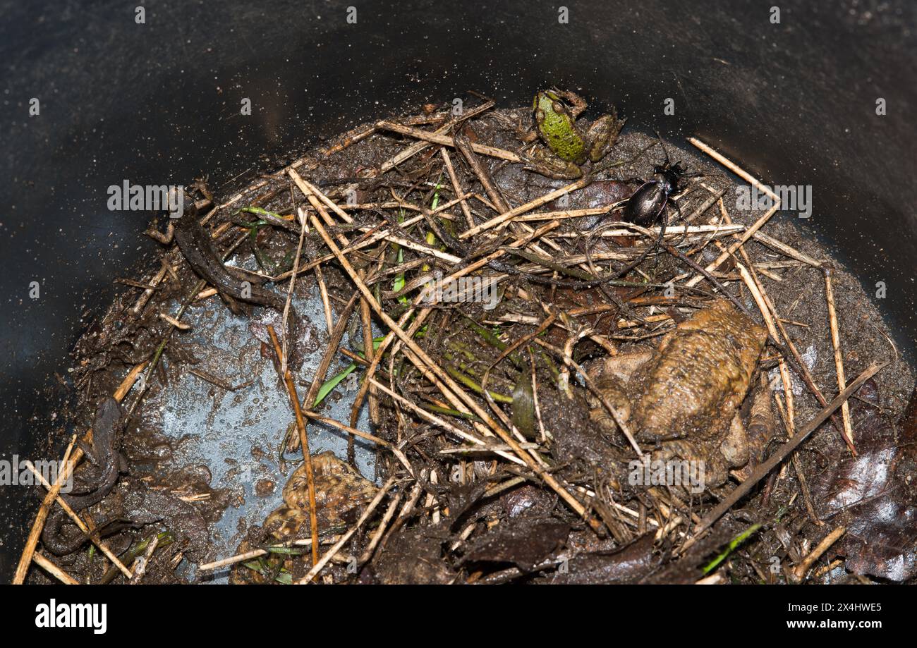 Common toads (Bufo Bufo), green frog (Pelophylax), also water frog, rain beetle (Carabus violaceus), also purple or violet-edged ground beetle, Common Stock Photo