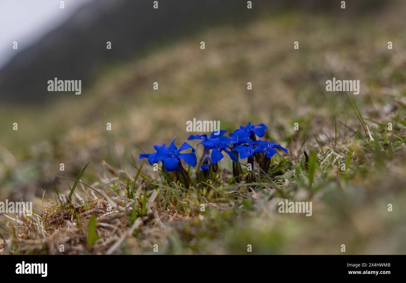 The short leaf gentian (Gentiana brachyphylla), also known as the short-leaved Gentian Stock Photo