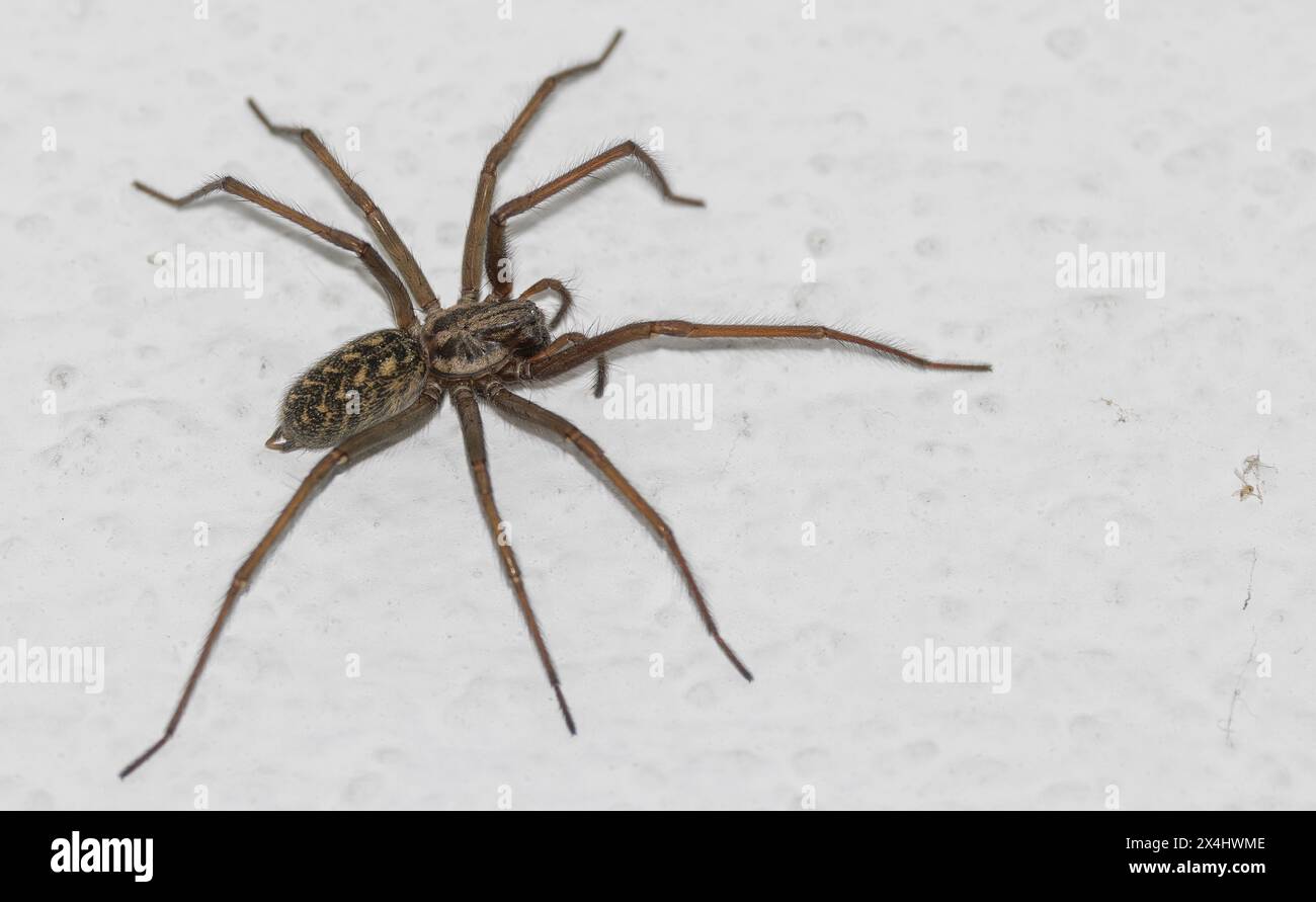 Charcoal spider (Tegenaria ferruginea), house spider Stock Photo