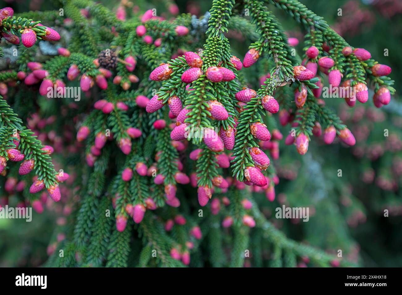 Young fruits of a Caucasian spruce (Picea orientalis), Bavaria, Germany Stock Photo