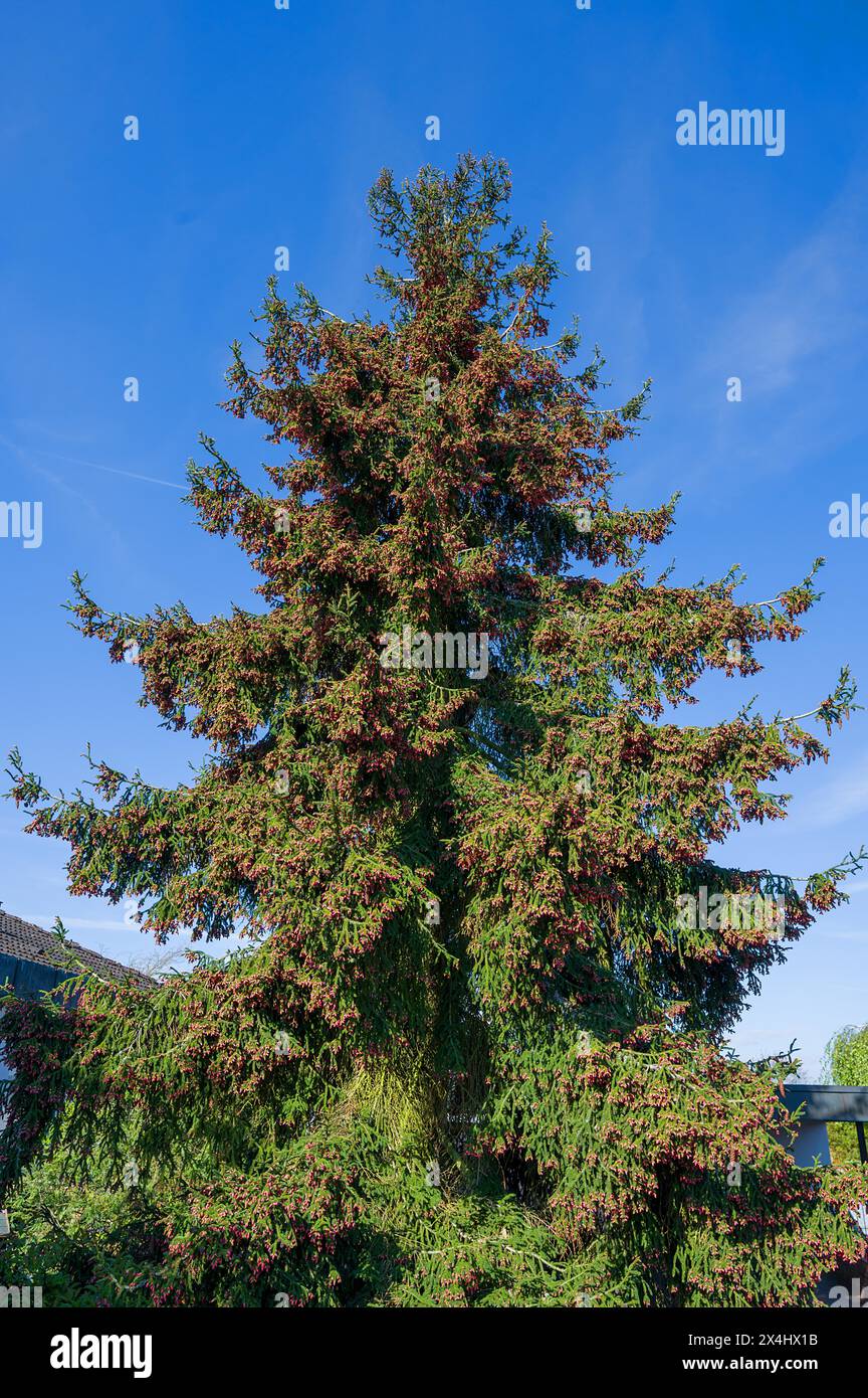 Flowering Caucasian spruce (Picea orientalis), Bavaria, Germany, Europe Stock Photo