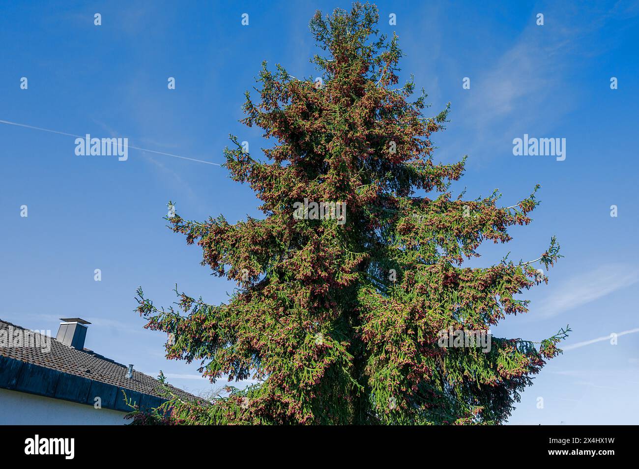 Flowering Caucasian spruce (Picea orientalis), Bavaria, Germany Stock Photo