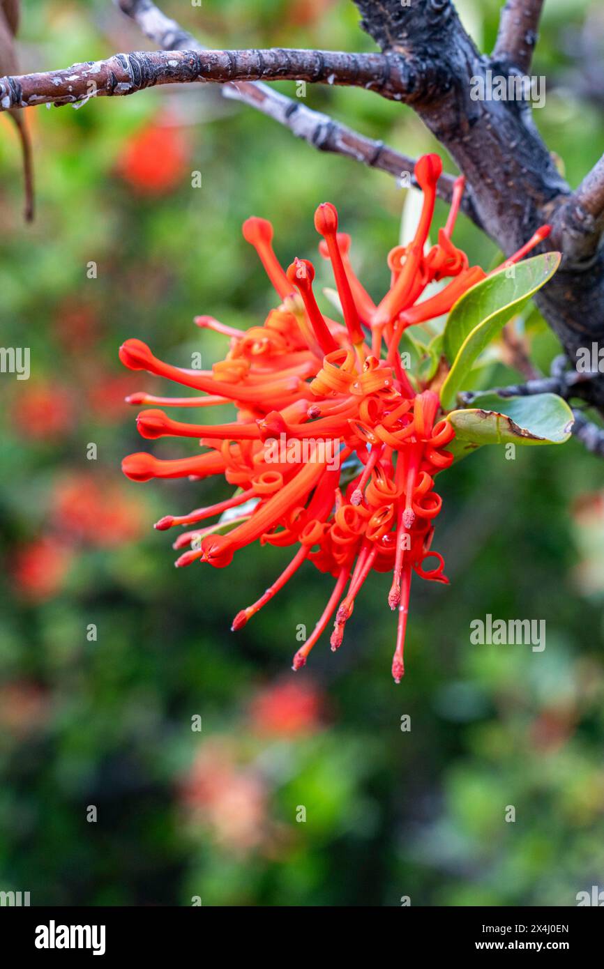 Chilean fire bush (Embothrium coccineum), blooming in Torres del Paine, Hike to Ferrier lookout, Torres de Paine, Magallanes and Chilean Antarctica Stock Photo