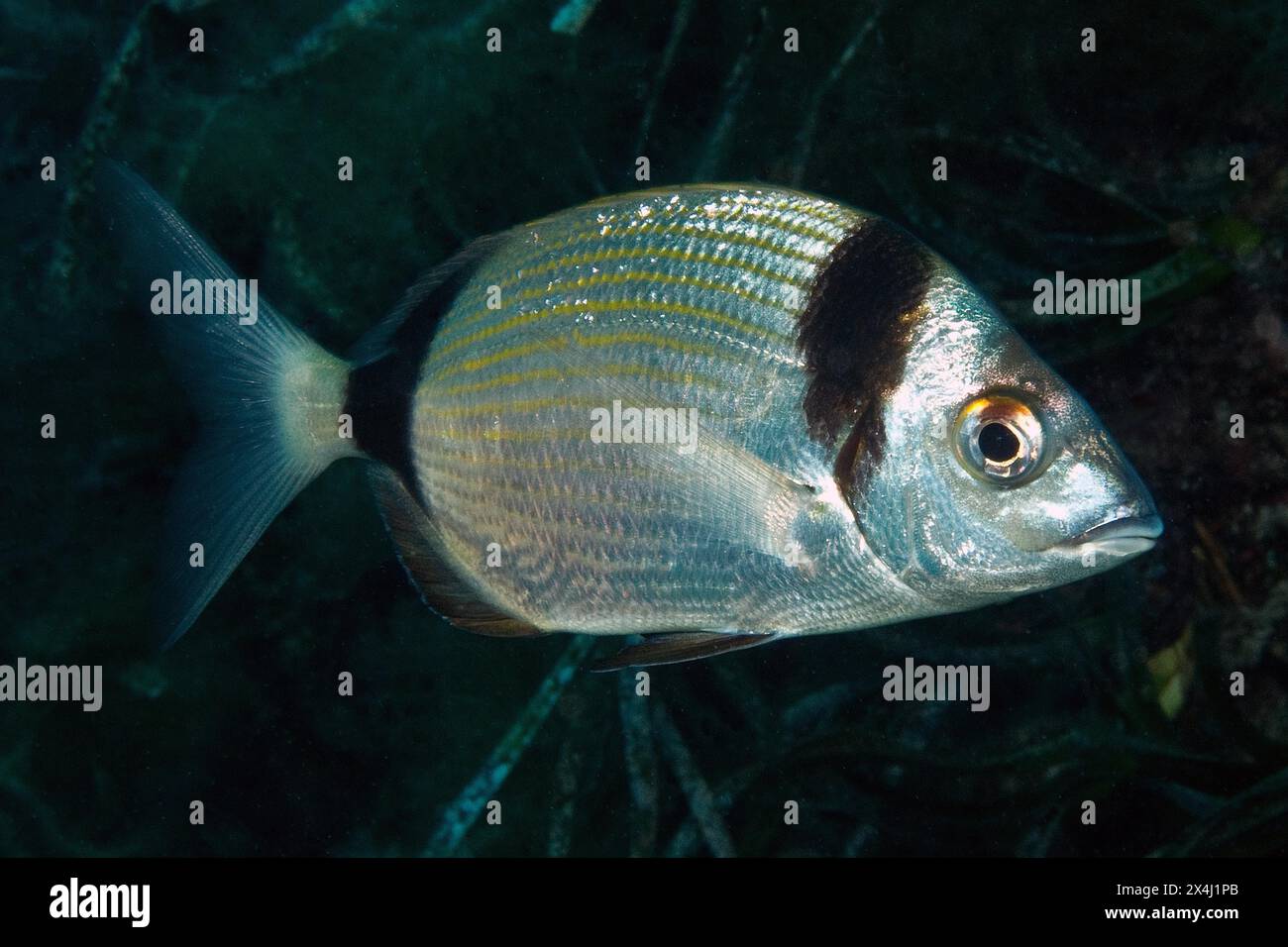 Close-up of Common two-banded seabream (Diplodus vulgaris) in the open sea wild, food fish, Mediterranean Sea Stock Photo