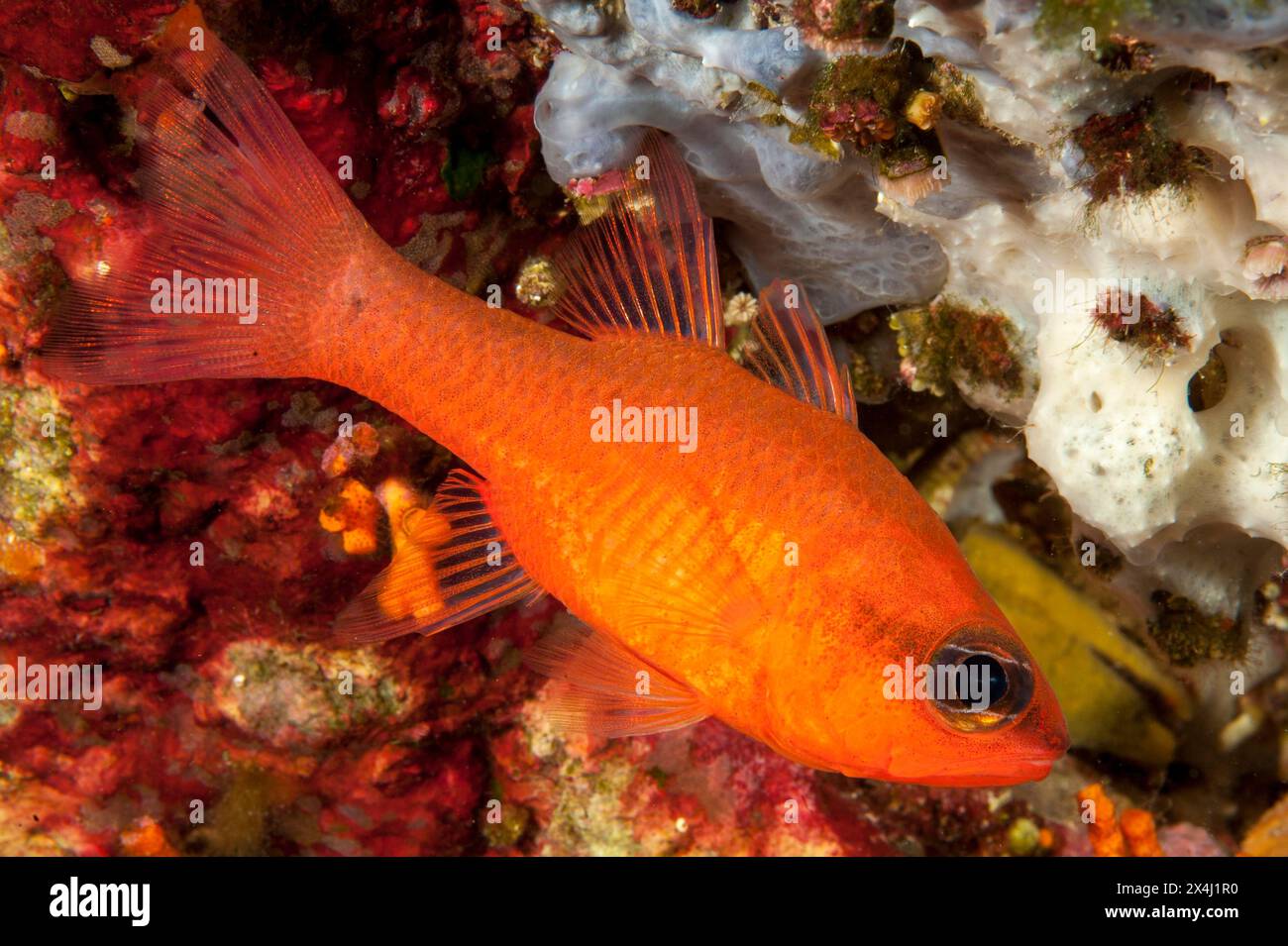 Red cardinalfish apogon imberbis hi-res stock photography and images ...
