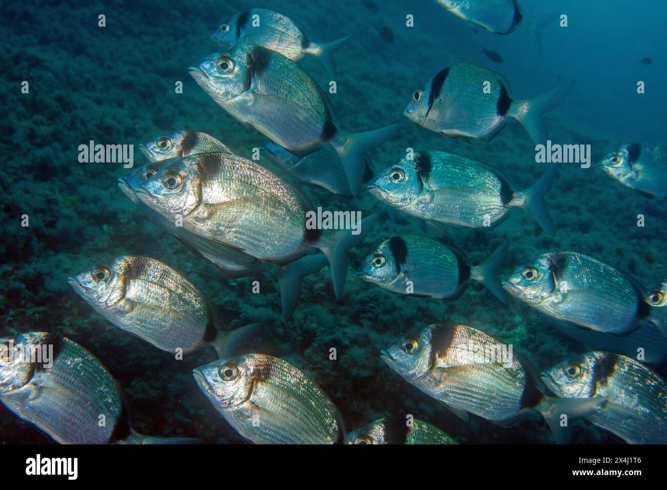 Group of Common two-banded seabream (Diplodus vulgaris) in the open sea wild, food fish, Mediterranean Sea Stock Photo