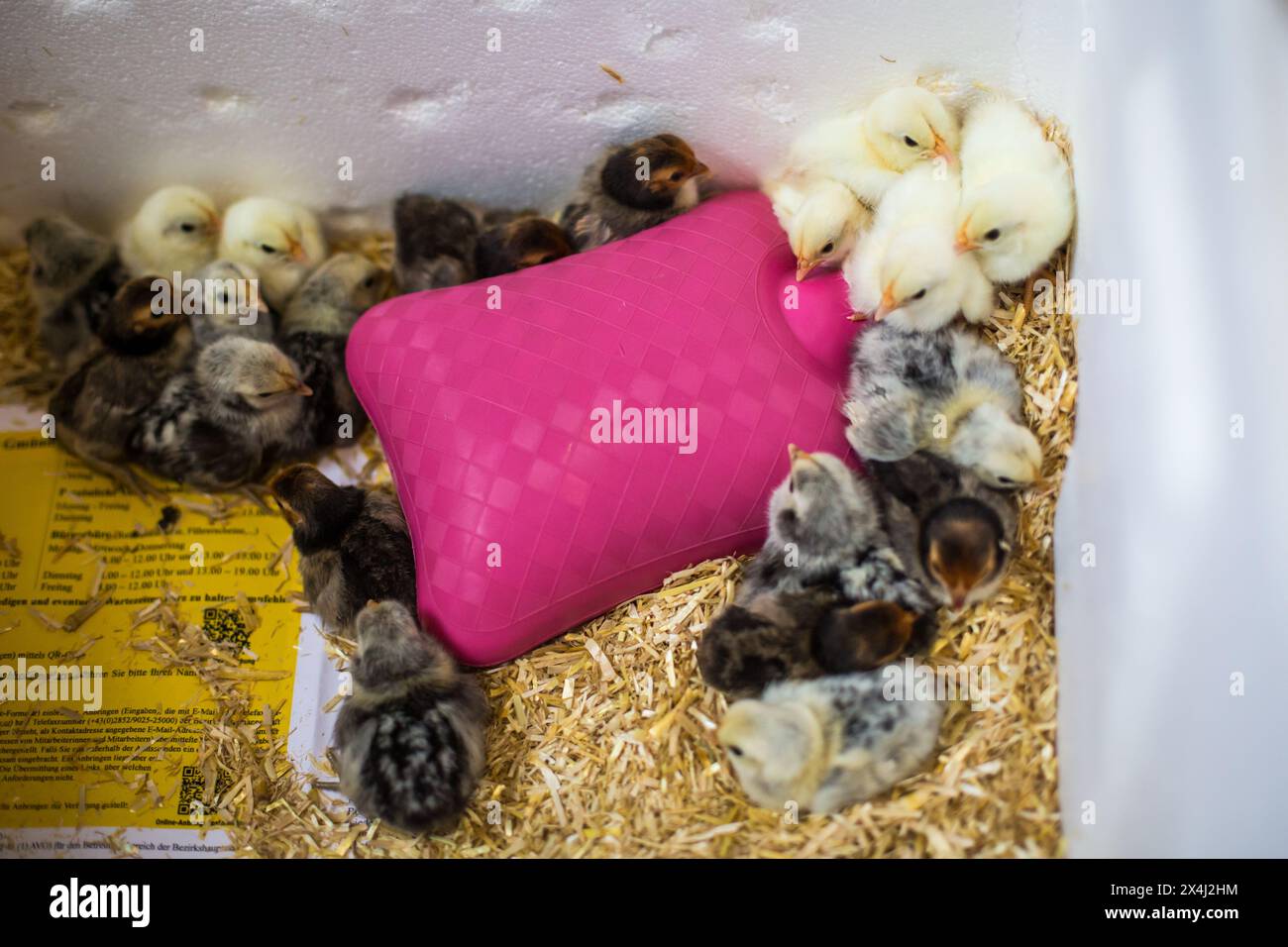 Freshly hatched baby chickens (Sebright and Chabo Stock Photo Alamy