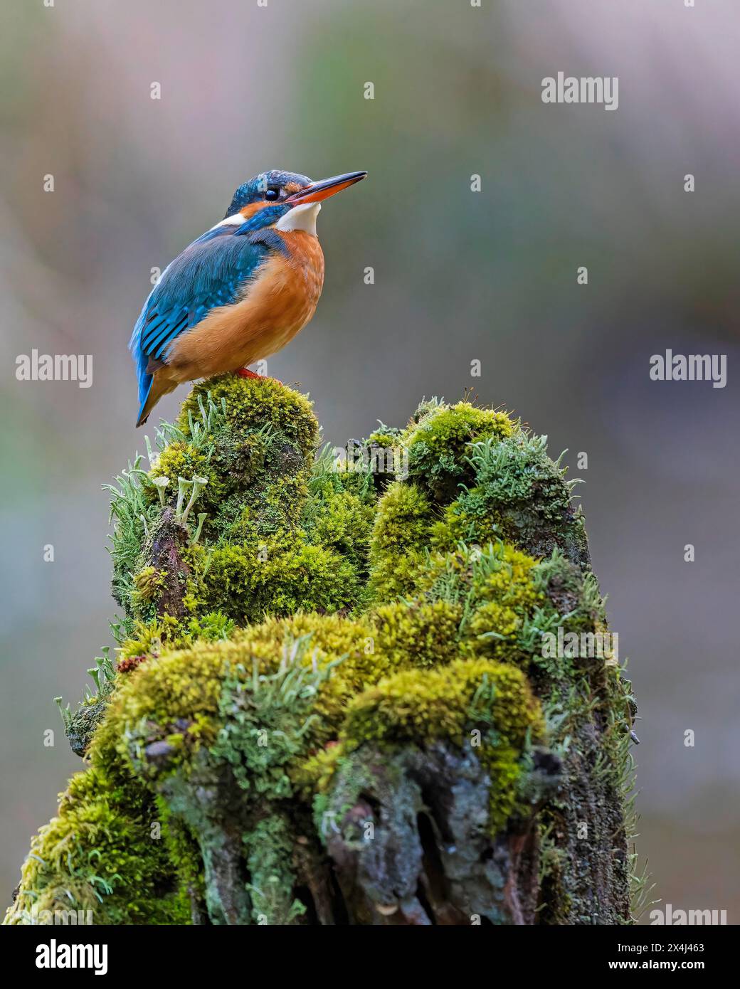 Common kingfisher (Alcedo atthis) Indicator of clean watercourses, pair formation, female animal, habitat, flying gem, Middle Elbe River Landscape Stock Photo