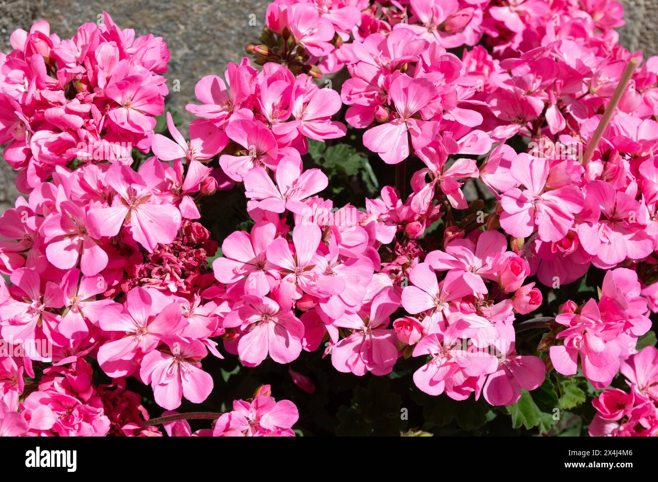 Pink geranium flowers in spring. garden flowers Stock Photo