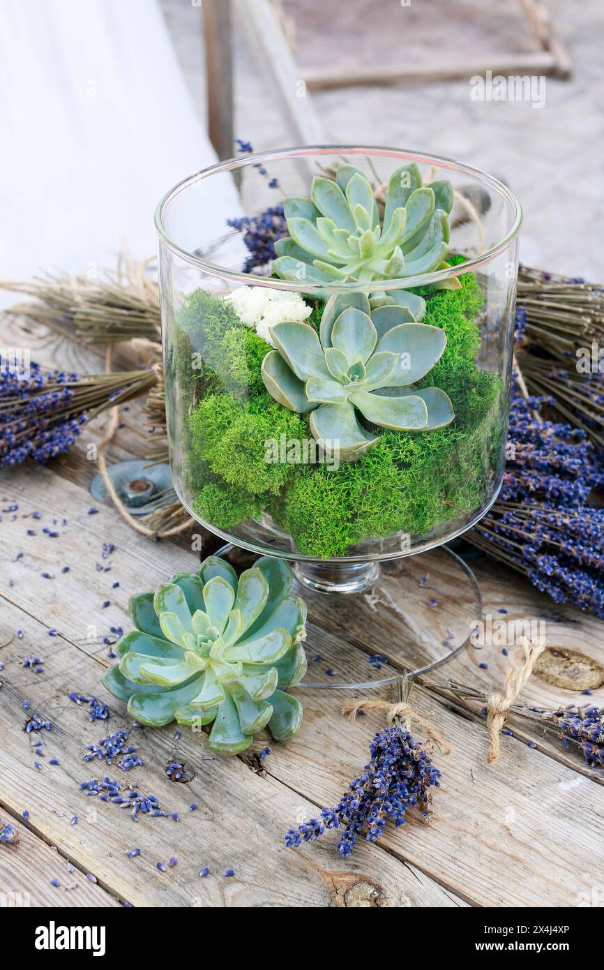dragon fruit plant pot Buy Dragon Fruit Succulent Plant main image 1