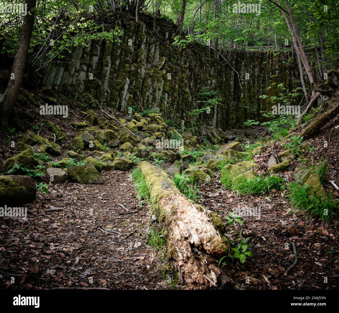 Natural wonders, basalt columns, stone formation, quarry in the forest ...
