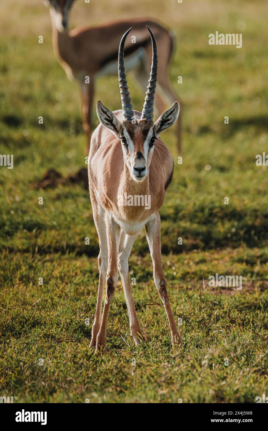 Alert Thomson's gazelle in expansive Kenyan savannah Stock Photo - Alamy