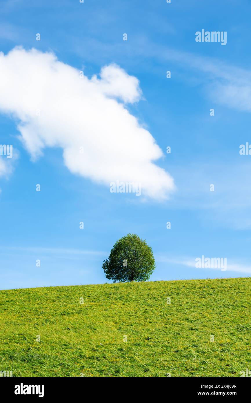 Drumlin hill with lonely tree under blue sky with a big cloud in summer ...