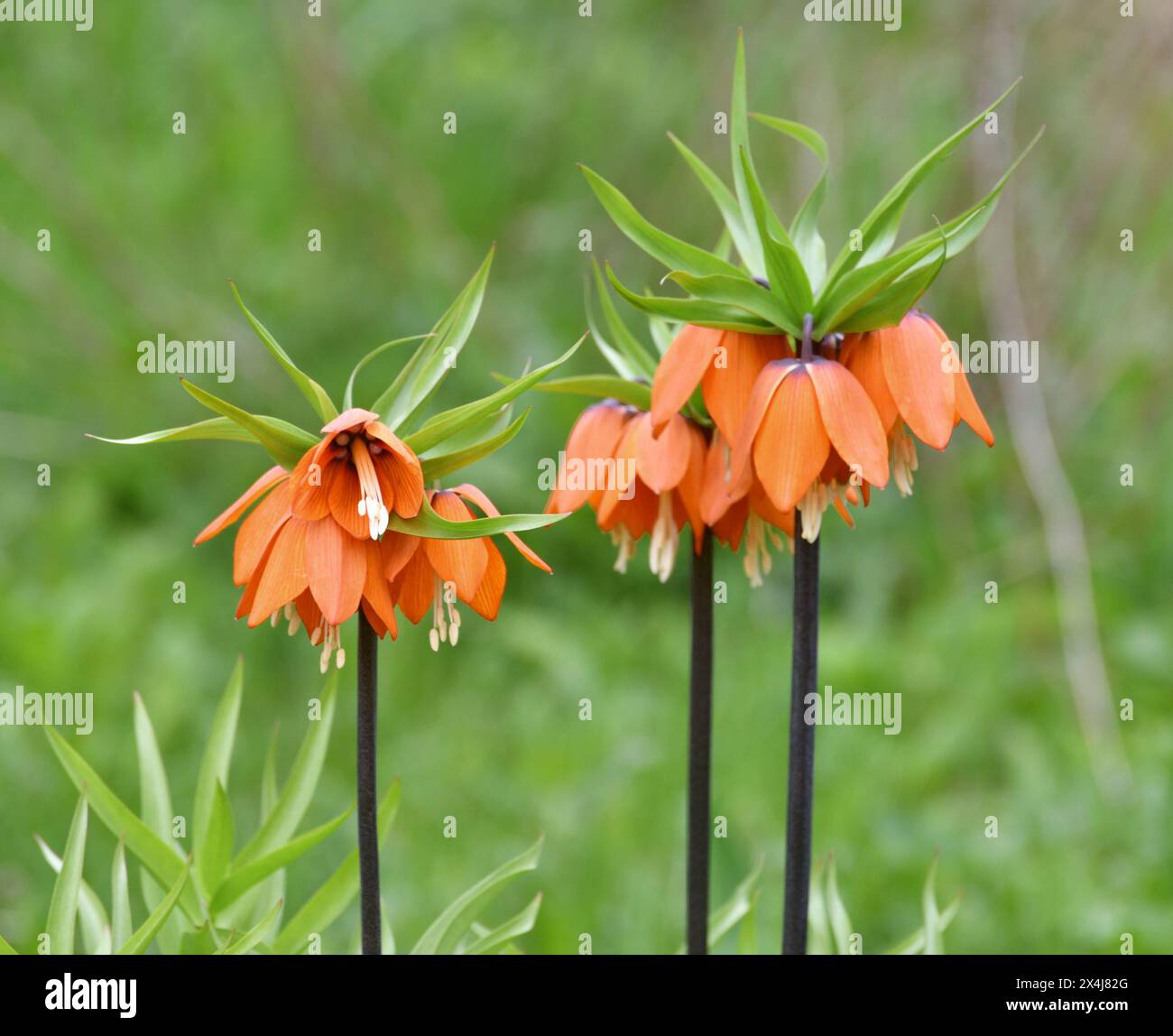 Fritillaria Imperialis rubra Maxima - bulbous flower blooming in an early spring Stock Photo