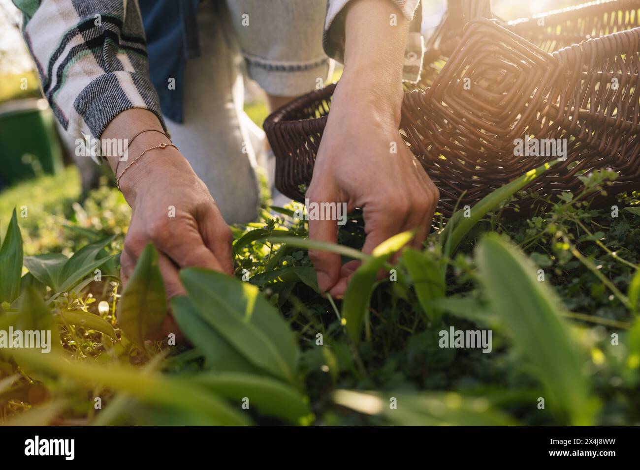 Woman picking wild garlic hi-res stock photography and images - Alamy