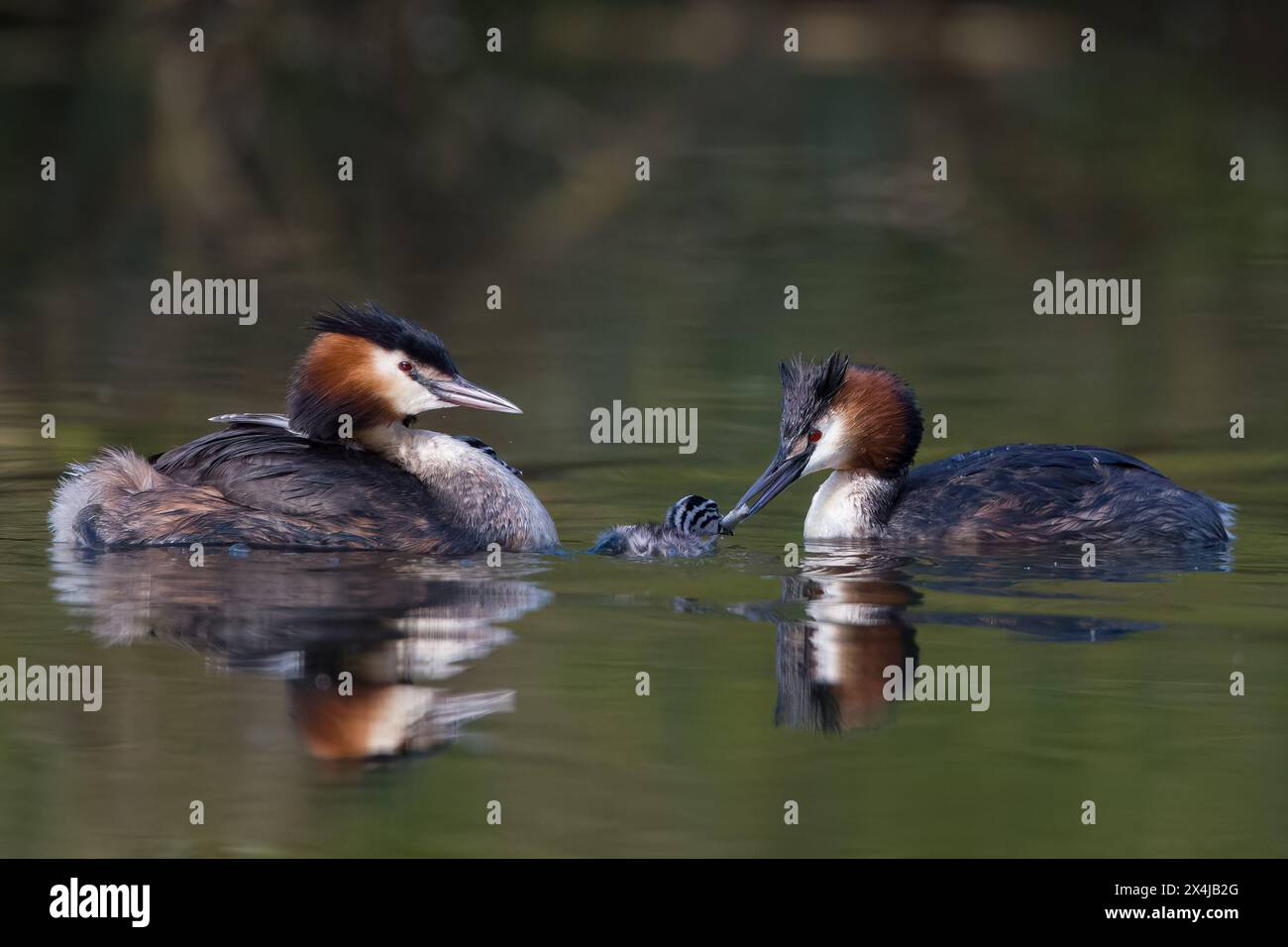 Great Crested Grebes and their young. Stock Photo