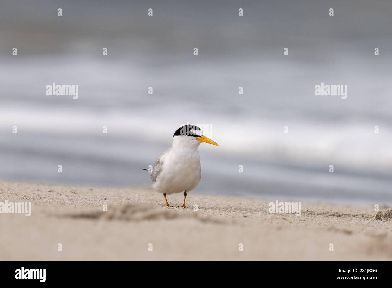 Least tern on the beach Stock Photo