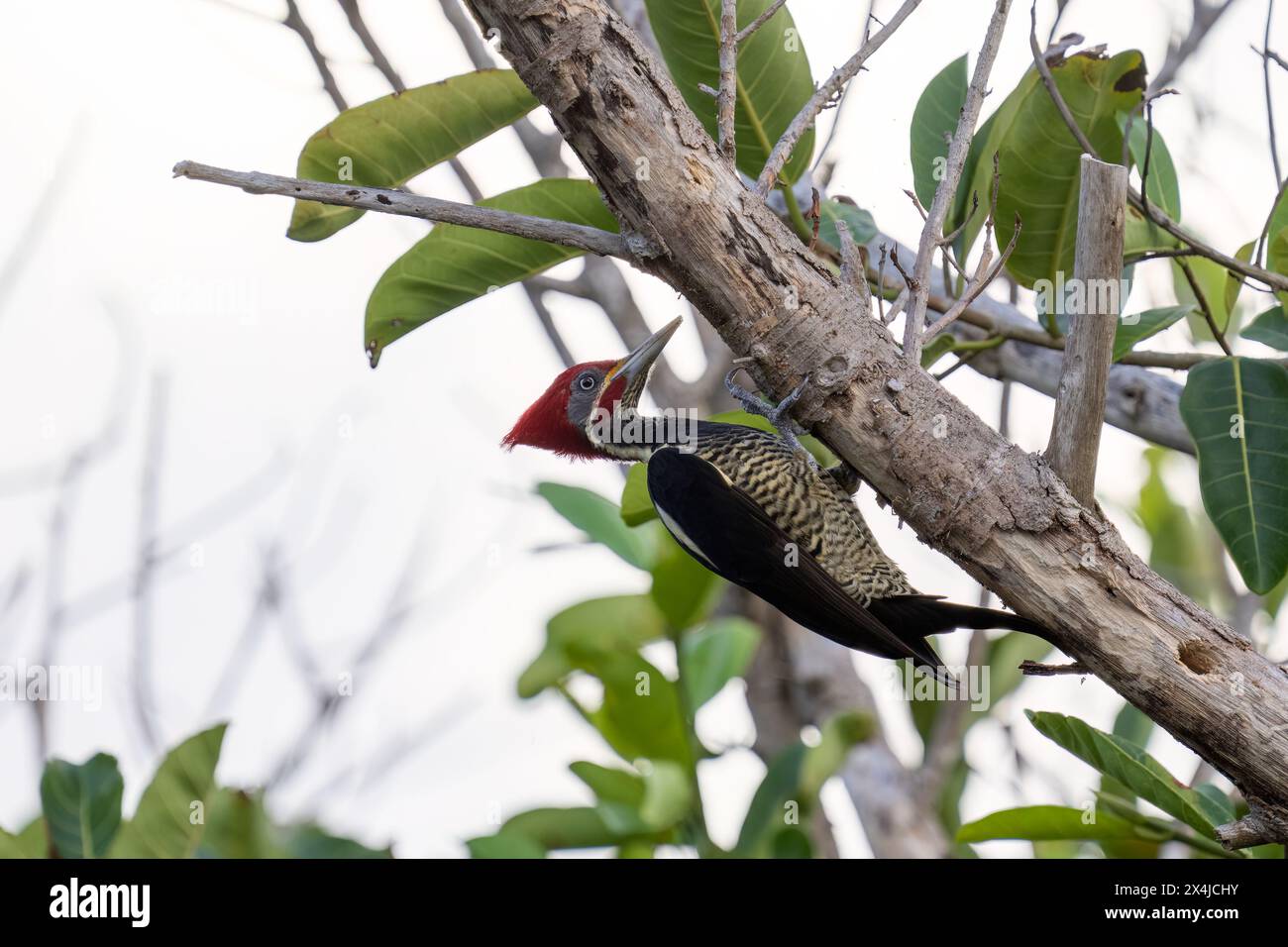 Woodpecker lineated woodpecker hi-res stock photography and images - Alamy