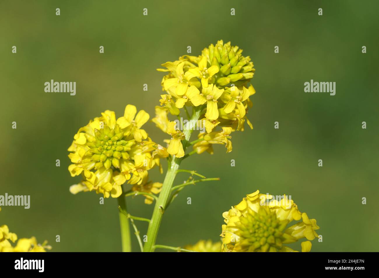 Close up yellow flowers of Wintercress (Barbarea vulgaris), family Brassicaceae. Spring, May, Netherlands Stock Photo