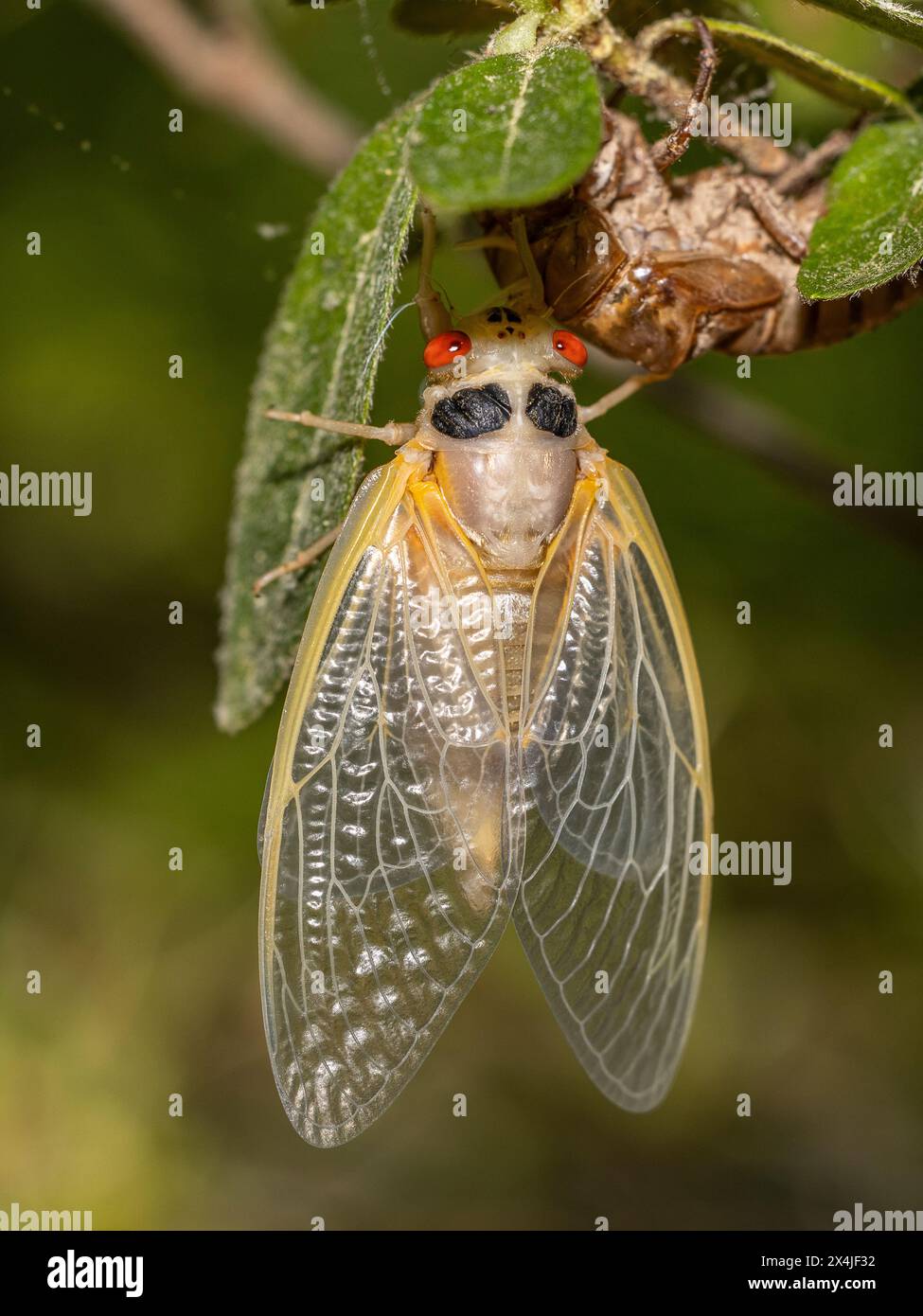 Brood 19 13 year periodical cicada Just Emerged from Exuvia, North Carolina, USA  2024 Stock Photo