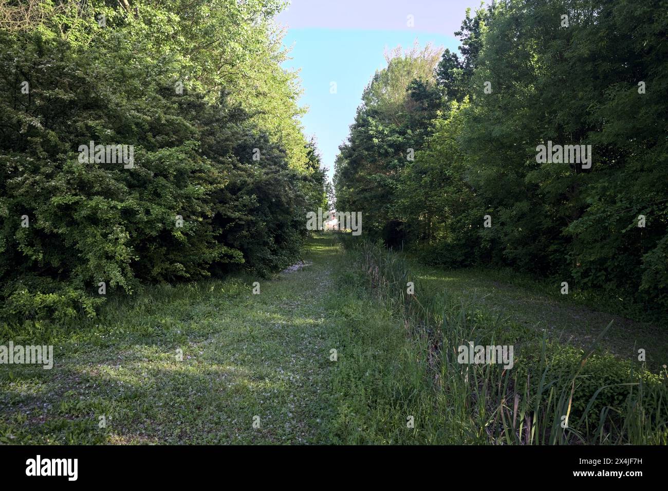 Grass path between trees with a trench in a park at sunset Stock Photo ...