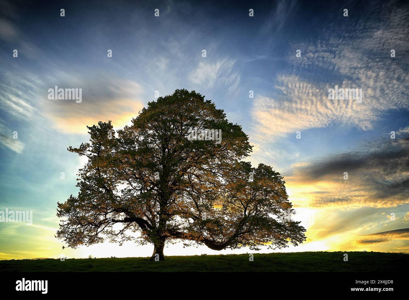 Lonely tree black white hi-res stock photography and images - Alamy