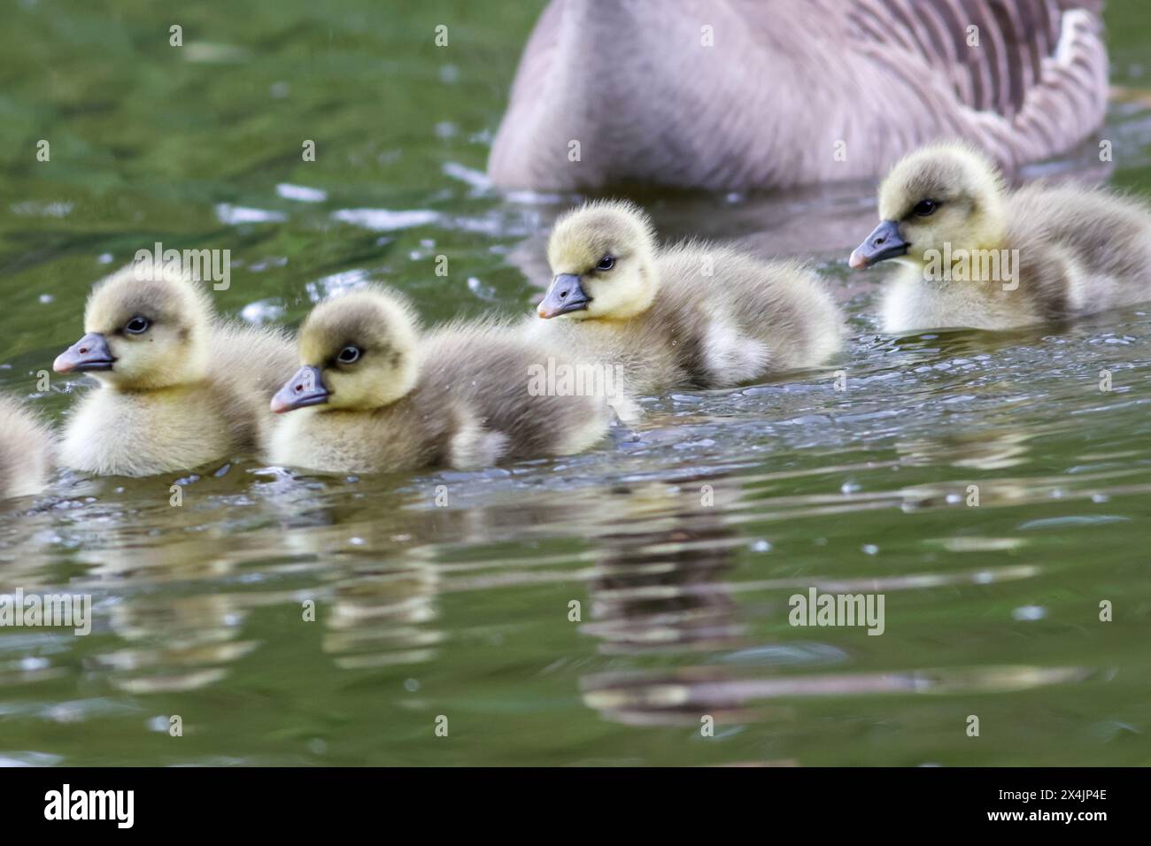 Brittens Pond, Worplesdon. 03rd May 2024. An unsettled afternoon for the Home Counties as an occluded weather front crossed the region. Greylag goslings at Brittens Pond in Worplesdon, near Guildford, in Surrey. Credit: james jagger/Alamy Live News Stock Photo
