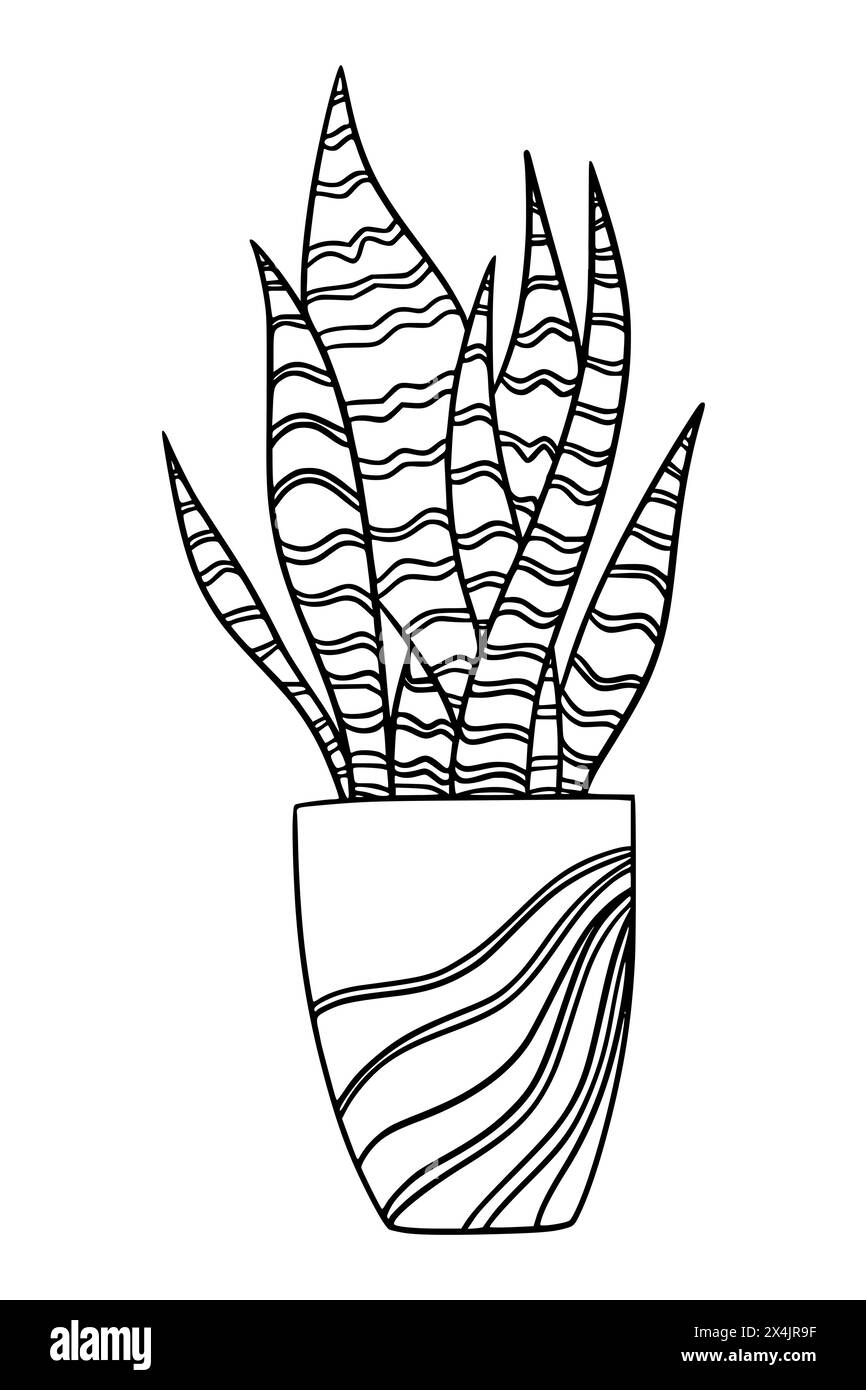 Snake plant home Black and White Stock Photos & Images - Alamy