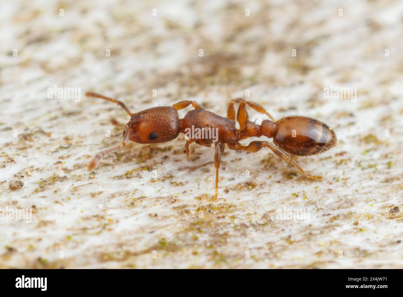 Acorn Ant (Temnothorax schaumii) Stock Photo