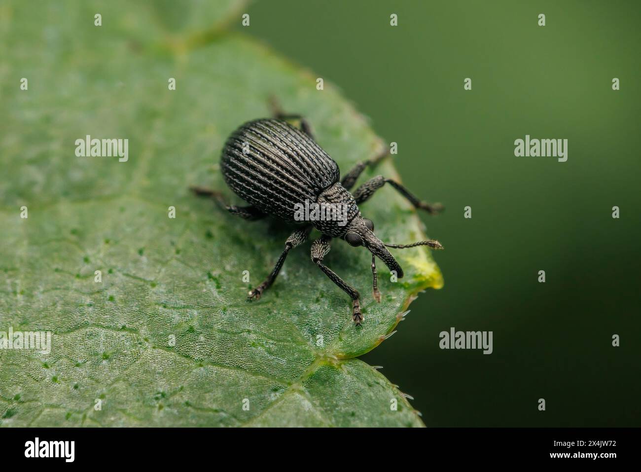 Black Locust Seed Weevil (Trichapion nigrum) Stock Photo