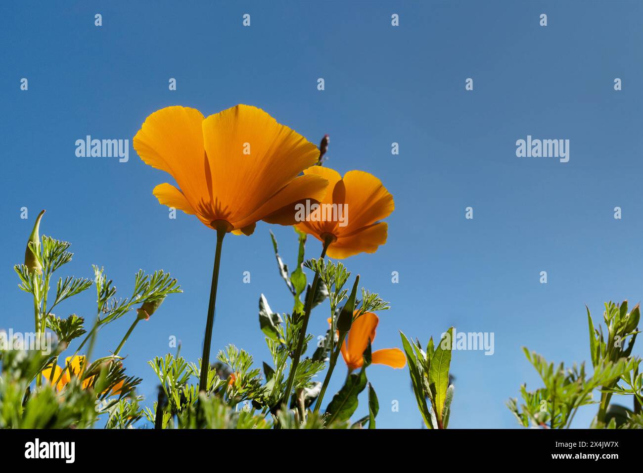 Looking up at poppies, a loww angle view of bright orange California poppies Stock Photo