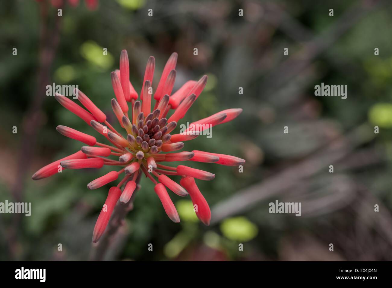 spring flowers in the park Stock Photo - Alamy