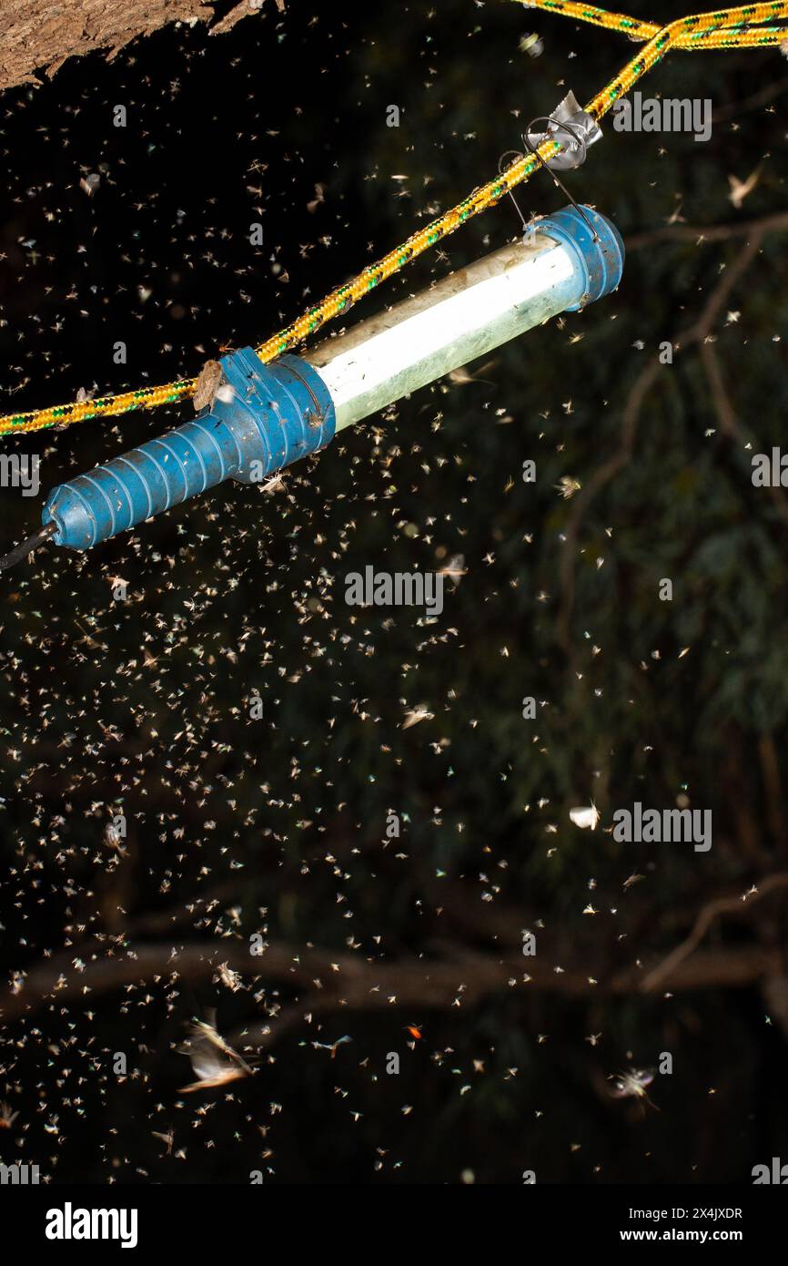 Insects attracted to light hires stock photography and images Alamy