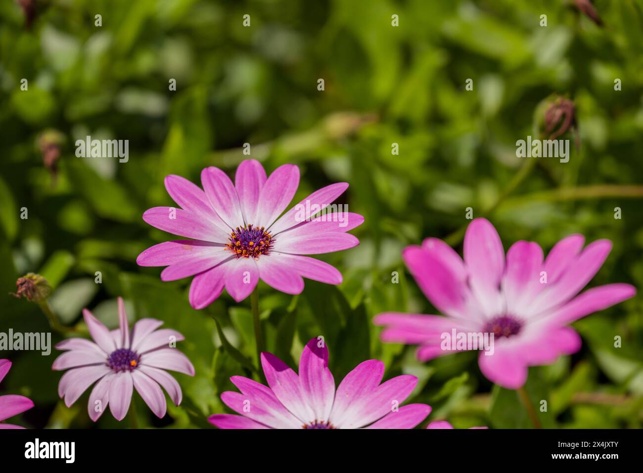 spring flowers in the park Stock Photo - Alamy